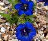 Show product details for Gentiana acaulis